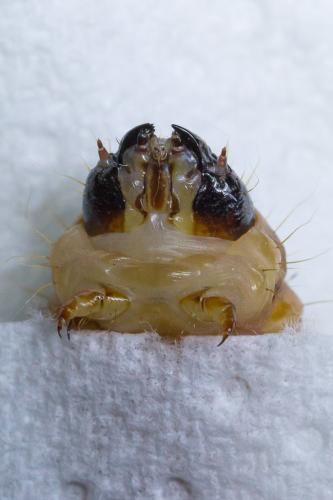 Réf. 184 536 : Cossus cossus